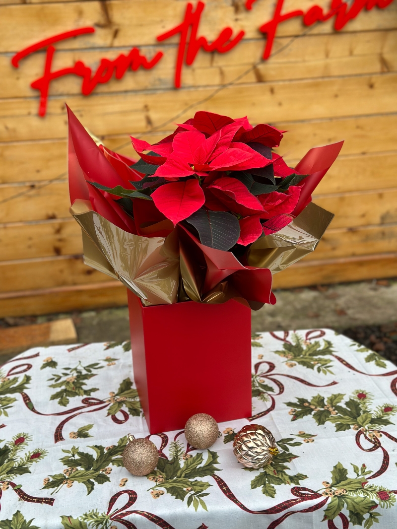 christmas-flower-bouquet-manchester-delivery-oldham