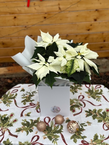 christmas-flower-bouquet-manchester-delivery-oldham